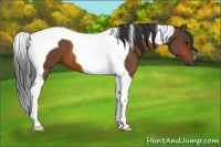 Horse Color:Brown Tobiano 