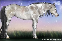 Horse Color:White Spotted Brown Dun Sabino Rabicano Brindle 