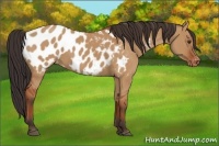 Horse Color:Bay Dun Appaloosa 
