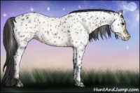 Horse Color:Brown Appaloosa and Brown Appaloosa