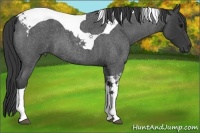 Horse Color:Blue Roan Tobiano 