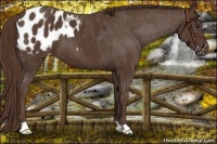 Horse Color:Liver Chestnut Appaloosa 