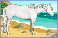 Horse Color:Gray Cremello 