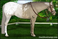 Horse Color:Chocolate Palomino Roan Appaloosa 