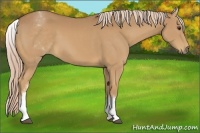 Horse Color:White Spotted Palomino 