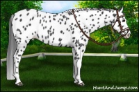 Horse Color:Black Leopard Rabicano 