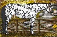 Horse Color:Black Appaloosa