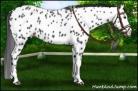 Horse Color:Black Appaloosa