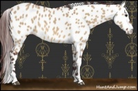 Horse Color:Chocolate Bay Dun Leopard 