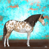 Horse Color:Liver Red Dun Sabino Appaloosa 