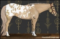 Horse Color:Palomino Appaloosa 