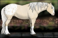 Horse Color:Silver Buckskin Roan Splash Appaloosa 