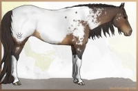 Horse Color:Buckskin Tobiano Appaloosa 