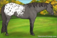 Horse Color:Unknown 