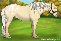 Horse Color:Silver Classic Cream Champagne Dun Appaloosa 