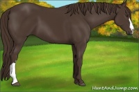 Horse Color:Liver Chestnut 