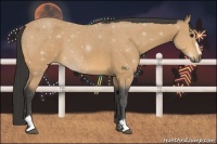 Horse Color:Buckskin Sabino 