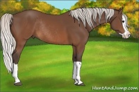 Horse Color:Silver Brown Splash Rabicano 