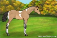 Horse Color:Buckskin Tobiano 