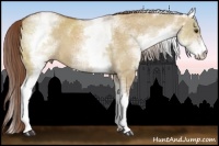 Horse Color:White Spotted Red Dun