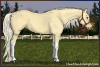 Horse Color:Palomino Dun Tobiano