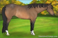 Horse Color:Buckskin Rabicano 