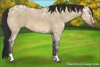 Horse Color:Bay Ice Dun Sabino