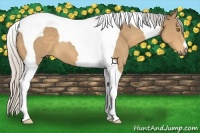 Horse Color:Silver Buckskin Tobiano