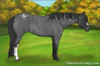 Horse Color:Blue Roan Varnish