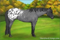 Horse Color:Blue Roan Appaloosa