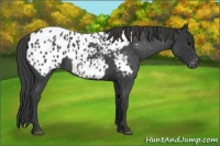 Horse Color:Blue Roan Appaloosa 