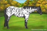 Horse Color:Blue Roan Appaloosa