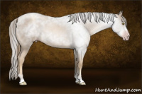 Horse Color:Gray Gold Champagne Roan 