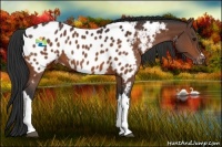 Horse Color:Bay Appaloosa