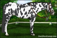 Horse Color:Black Near Leopard 