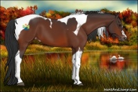 Horse Color:Bay Tobiano Varnish 