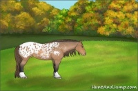 Horse Color:Buckskin Roan Blanket 
