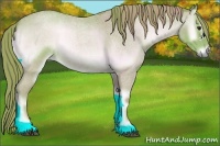 Horse Color:Watercolor Red Onyx Roan