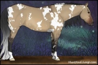 Horse Color:White Spotted Bay Dun 