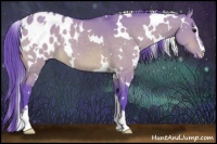 Horse Color:Watercolor White Spotted Brown Dun Sabino Appaloosa