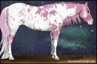Horse Color:Watercolor White Spotted Brown Onyx Appaloosa