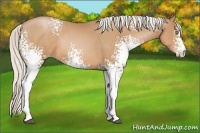 Horse Color:White Spotted Silver Brown Pearl Rabicano