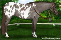 Horse Color:Liver Red Roan Near Leopard 