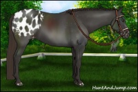 Horse Color:Liver Chestnut Appaloosa 