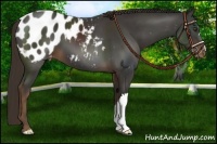 Horse Color:Liver Chestnut Appaloosa