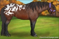 Horse Color:Brown Appaloosa 