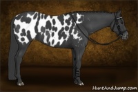 Horse Color:Black Near Leopard