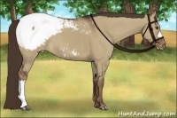 Horse Color:Liver Red Dun Snowcap 