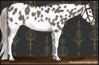 Horse Color:Liver Red Roan Splash Appaloosa