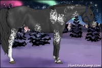 Horse Color:White Spotted Black Appaloosa 